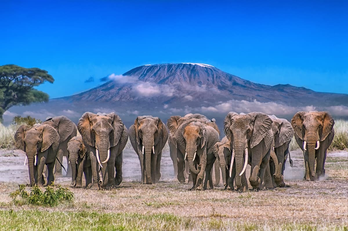 Kenya essentiel : Amboseli, Tsavo & extensions signature - Image 5