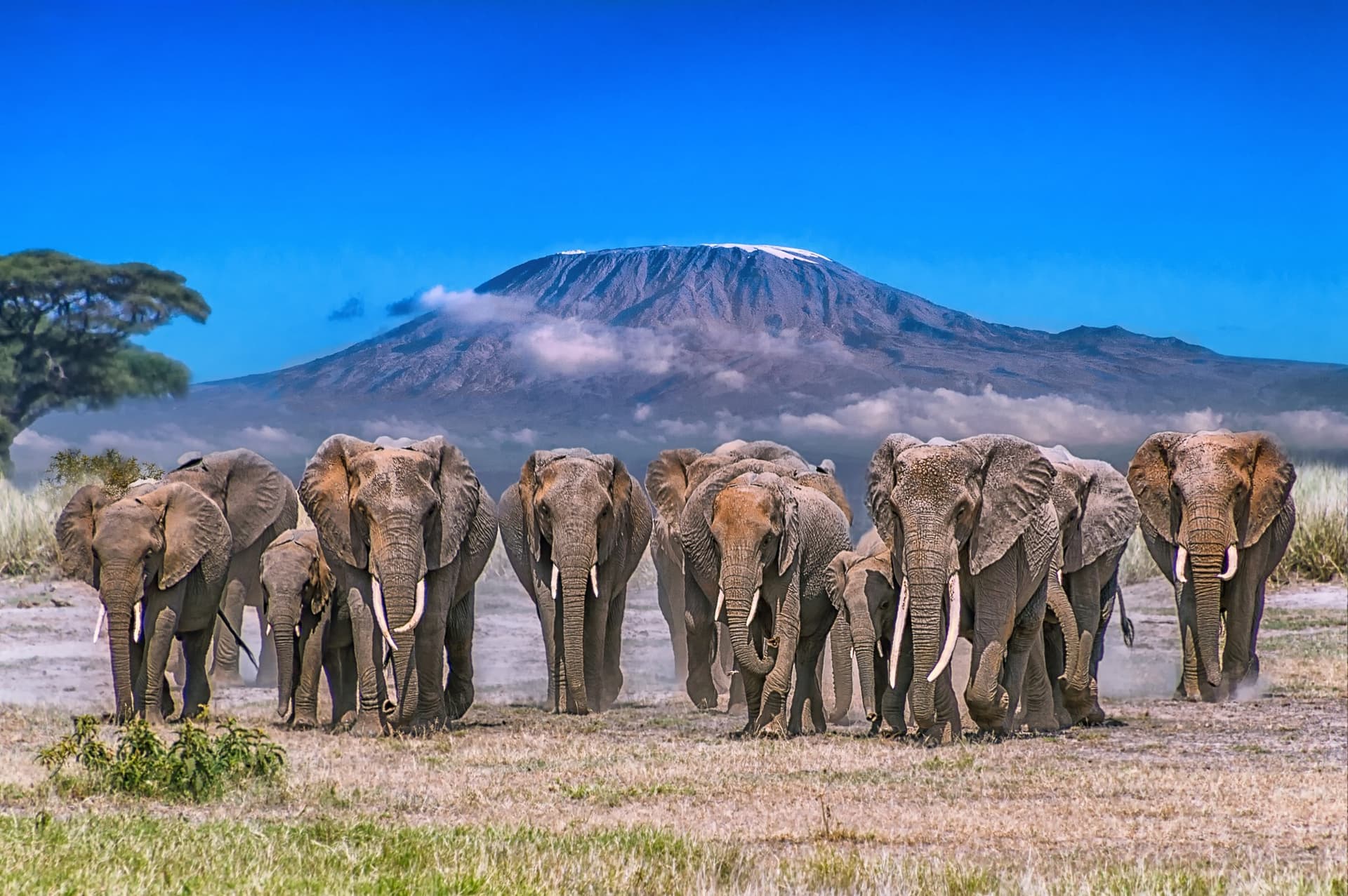 Kenya essentiel : Amboseli, Tsavo & extensions signature - Image 5