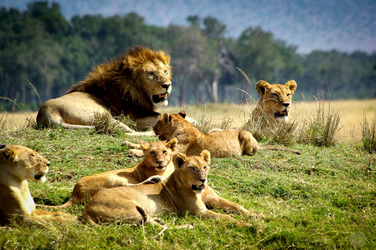 Kenya essentiel : Amboseli, Tsavo & extensions signature - Image 6