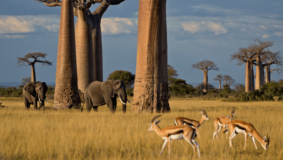 Trésors de Tanzanie - Image 2