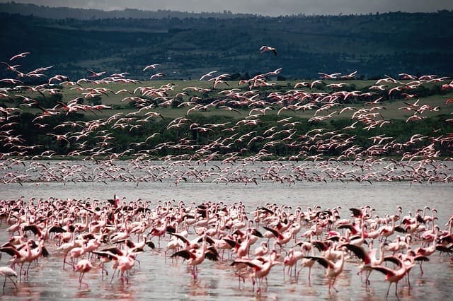 Kenya
