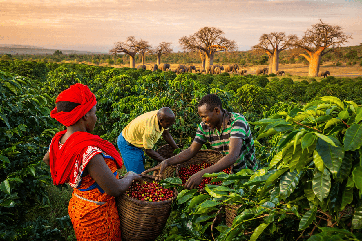 Visite d’une plantation de café
