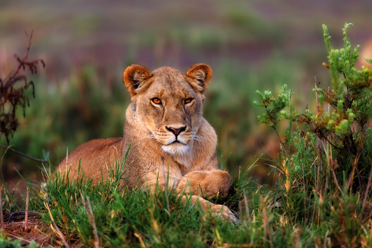 Trésors de Tanzanie - Image 1